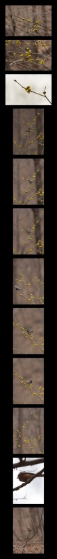 박새랑 곤줄박이와 생강나무