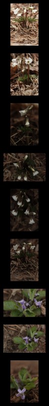 둥근털 제비꽃과  남산제비꽃